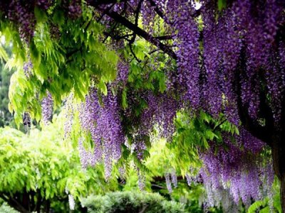 紫藤花在陽臺可以養嗎？