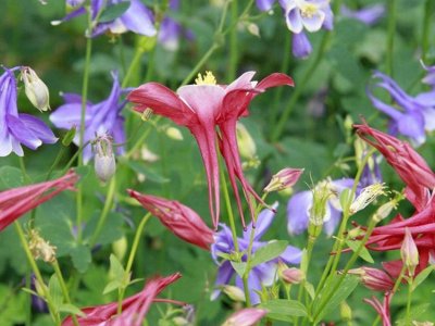 耬斗菜播種當年開花嗎？
