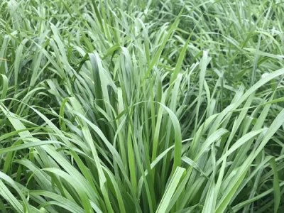 牧用黑麥草需要施肥嗎？