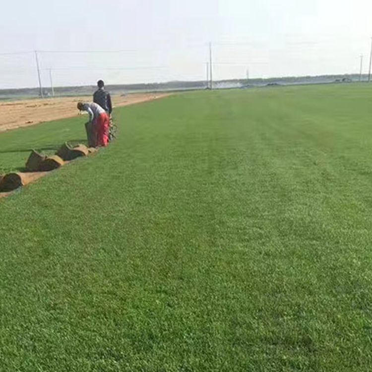1649915504226137.jpg 早熟禾9.jpg