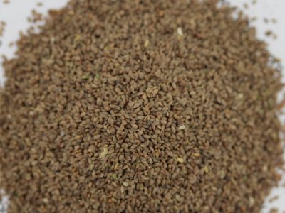 狗牙根草籽包衣好嗎？
