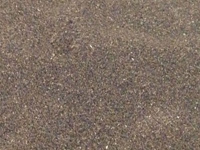 虞美人東北能種嗎？