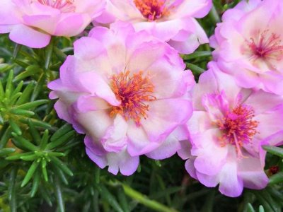 六月份還能種太陽花嗎？