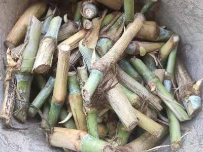 羊長期吃皇竹草行嗎？