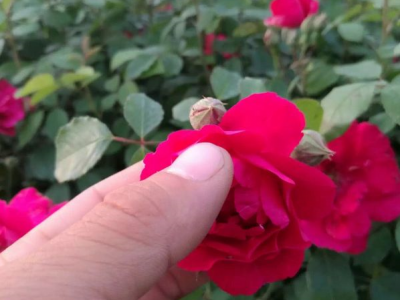 薔薇夏季可以移栽嗎？