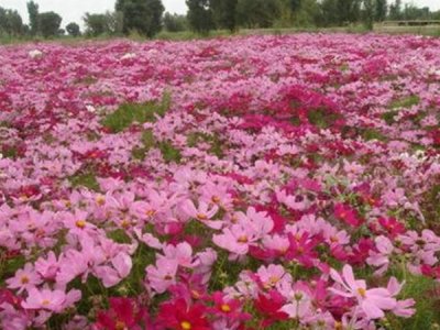 格桑花的種子好種嗎？