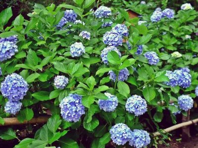 繡球花6月份能栽活嗎？