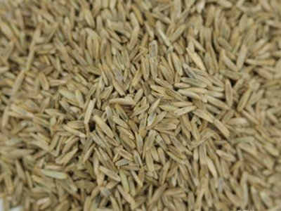 黑麥草5月份能種嗎？