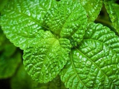 6月份種薄荷能活嗎？