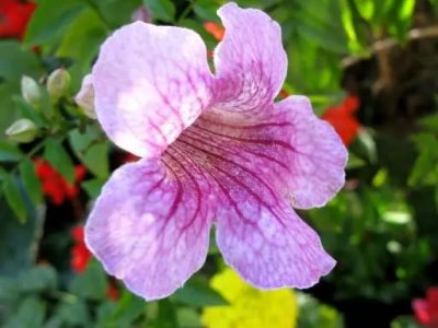 凌霄花爬樹對樹有影響嗎？