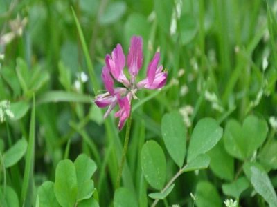 7月份能種紫花苜蓿嗎？