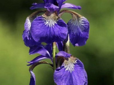 鳶尾花六月份栽能活嗎？