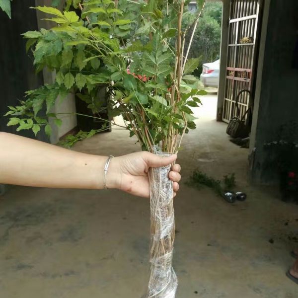 1650004638564020.jpg 凌霄花19.jpg