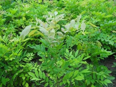 紫藤北方室外可以種嗎？