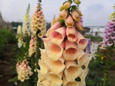 毛地黃夏天可以播種嗎？