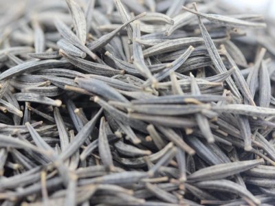 波斯菊需要每年播種嗎？