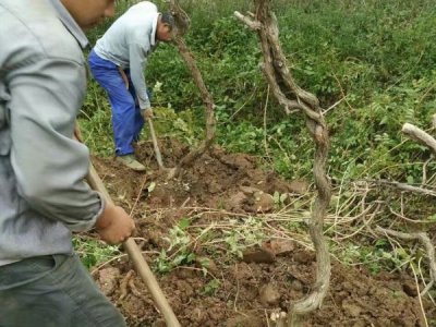家門口栽棵凌霄花好嗎？