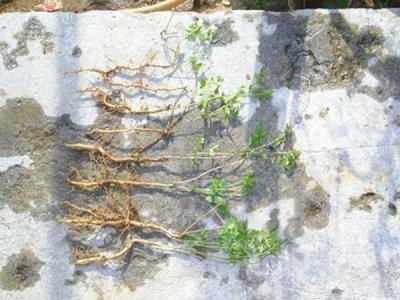 凌霄花夏天可以移植嗎？