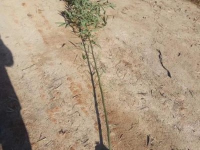 竹子在東北能種植活嗎