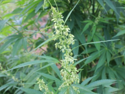 火麻現在不能種了嗎？