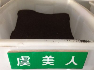 虞美人七月種來的急嗎？