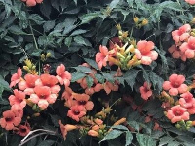 凌霄花能栽庭院門口嗎？