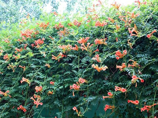1650015090813018.jpg 凌霄花4.jpg