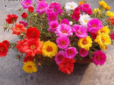夏天可以種植馬齒莧嗎？