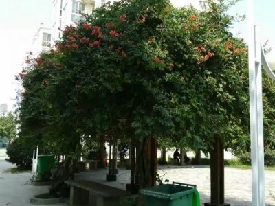 凌霄花可以種在陽臺上嗎？