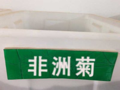 非洲菊種子