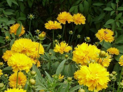 金雞菊是宿根花卉嗎？