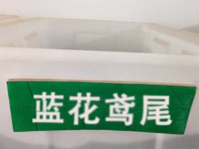 鳶尾可以用種子播種嗎？