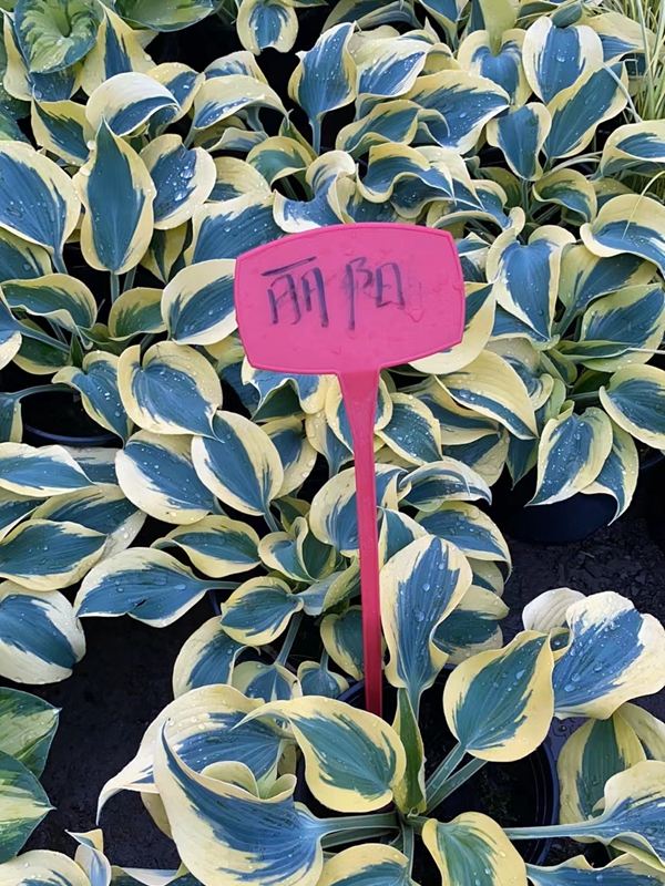 玉簪1.jpg