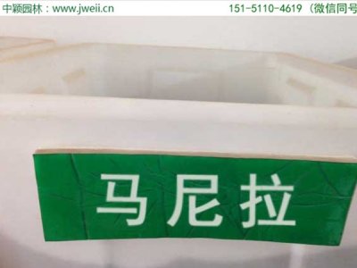 草坪種子名稱馬尼拉