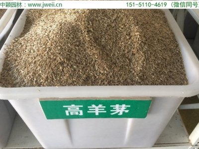 高羊茅草坪種子幾天能出苗