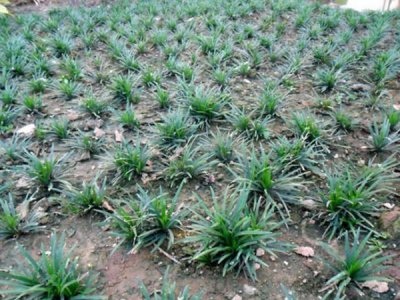 麥冬草坪的種子種植與養護