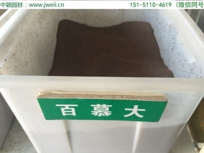 百幕大草坪怎么撒種子