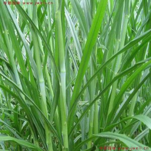 甜象草種植技術和方法