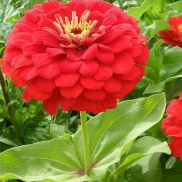 1653625697789578.jpg 百日草-(6)_副本.jpg