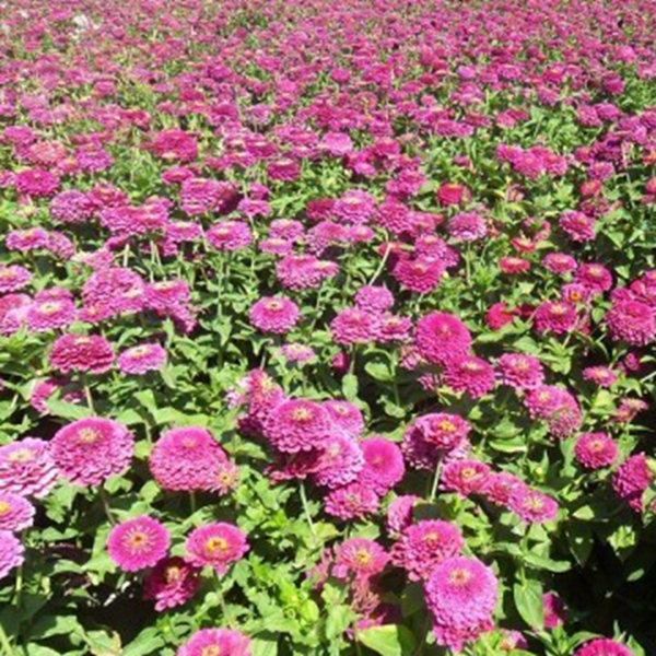 1653625859962498.jpg 百日草-(10)_副本.jpg