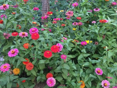 百日草花種子混色