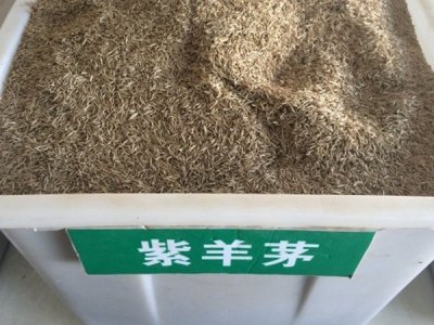 紫羊茅草坪種子價格？