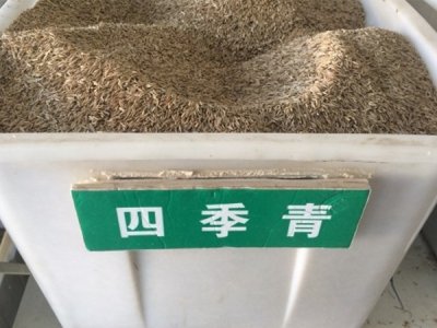 浙江四季青草坪種子價格