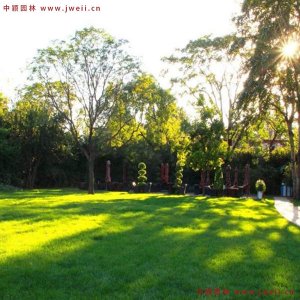 美國四季青草坪種子價格