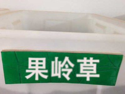 草坪果嶺草種子批發價格