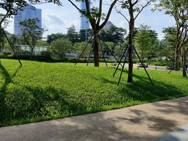 1654837540452768.jpg 草坪15_副本.jpg