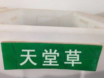 天堂草草坪種子價格