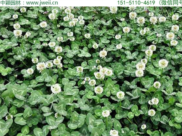 1654914144687814.jpg 白三葉草6.jpg