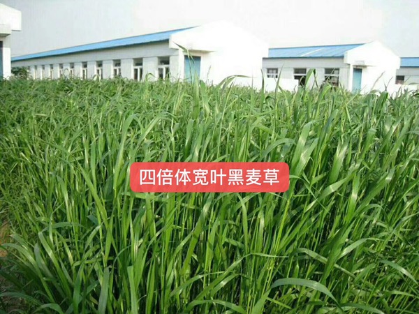 多倍體黑麥草種子2.jpg