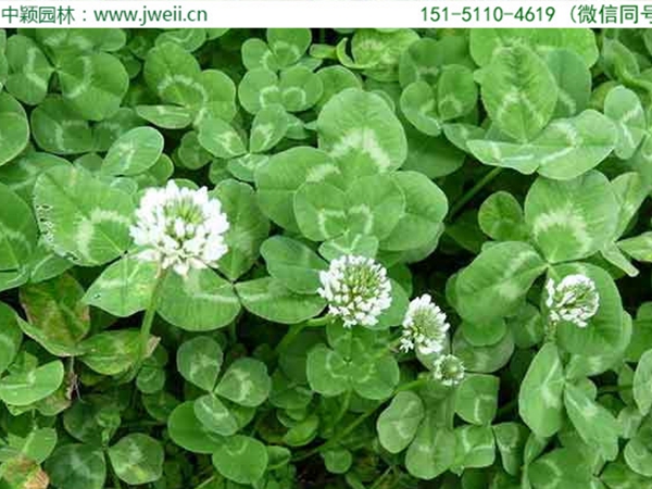 1655032744371575.jpg 白三葉草4.jpg